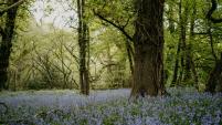 Field of wildflowers among trees